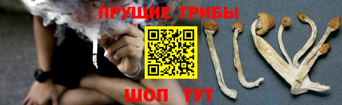 Галлюциногенные грибы Magic Shrooms  Вход с VPN  Губкинский  Галлюциногенные грибы Magic Shrooms 